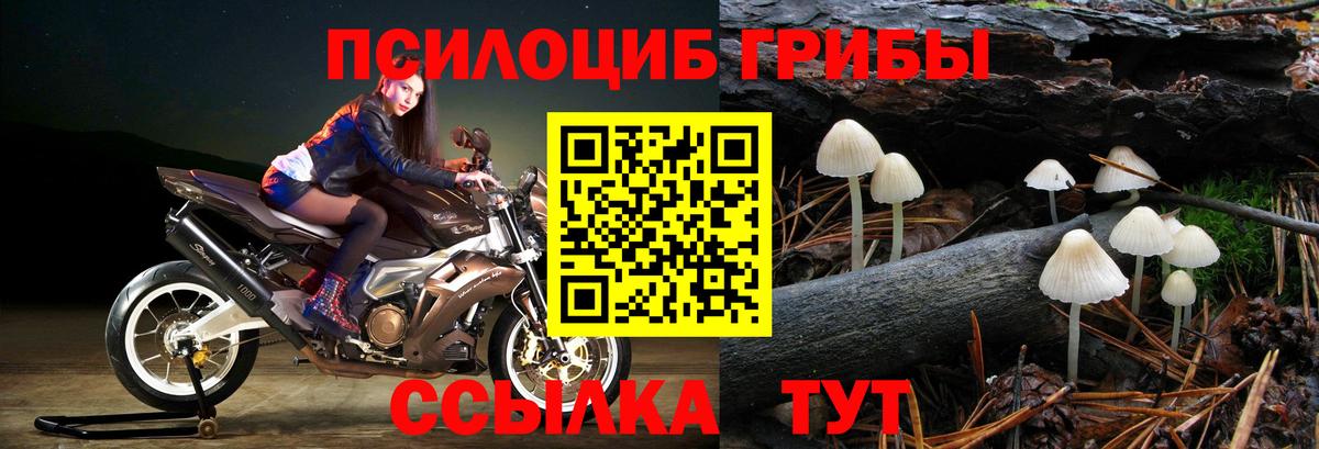Псилоцибиновые грибы Psilocybe Светлоград